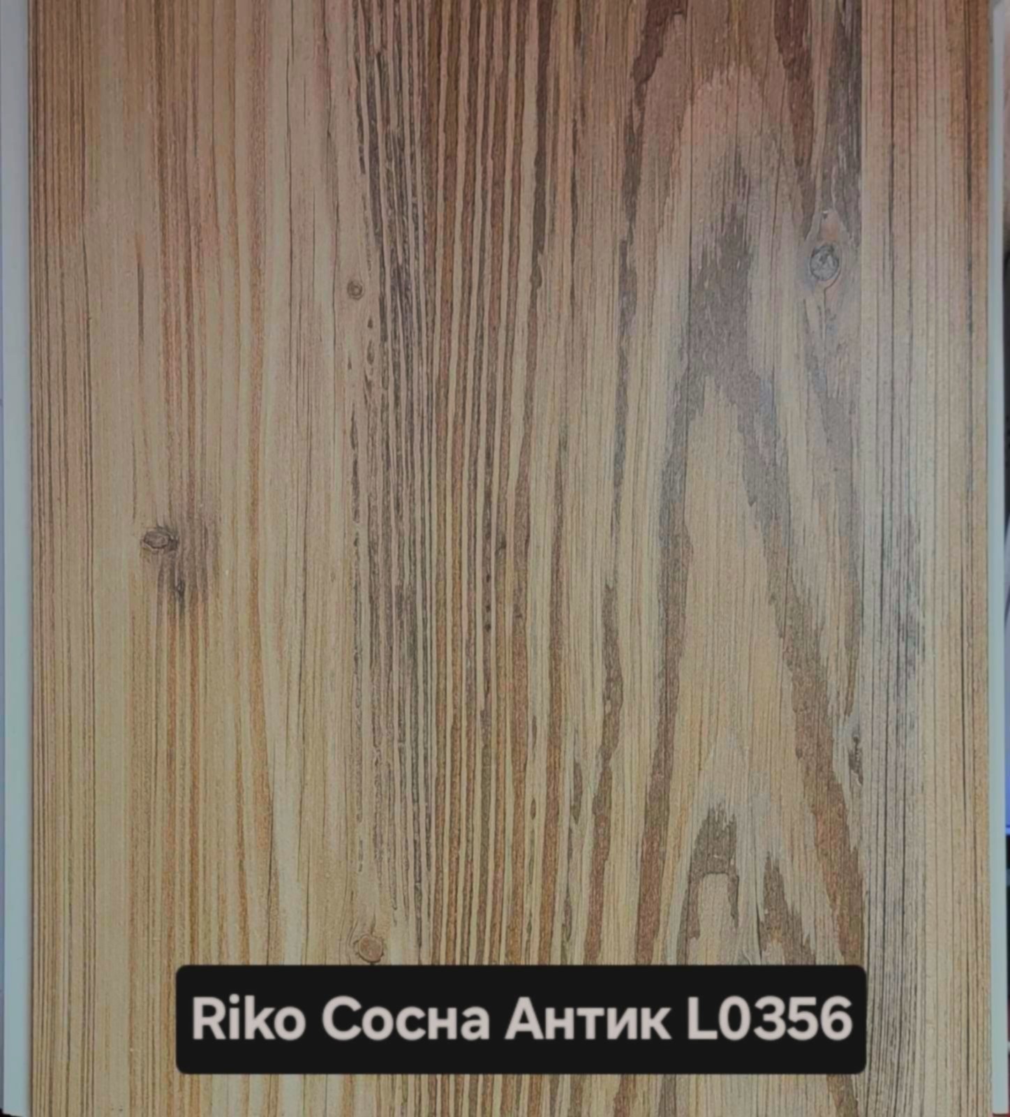 Sosna_Antik